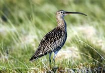 Bannau Brycheiniog asked to back curlew recovery plan