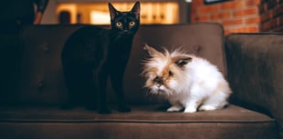 RSPCA urges public to ‘Help Quieten the Noise’ this fireworks season