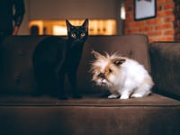 RSPCA urges public to ‘Help Quieten the Noise’ this fireworks season