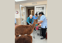 Alpacas visit care home residents