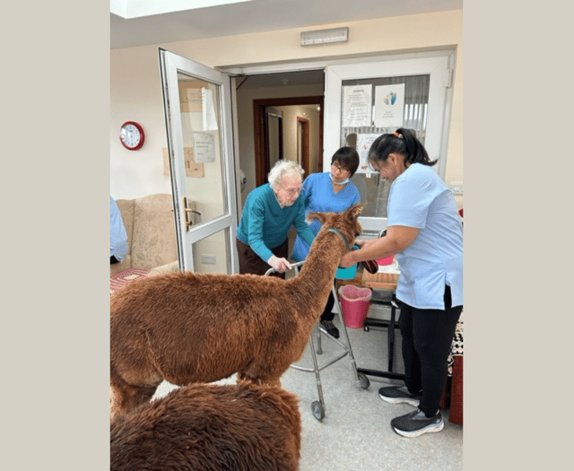 Alpacas visit care home residents