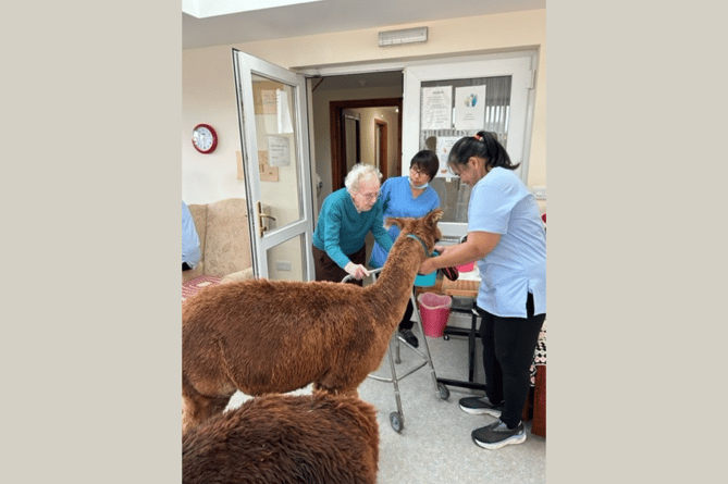 A group of alpacas paid a visit to a care home in Talgarth