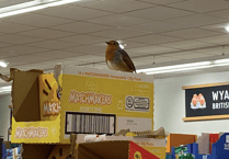 Aldi's 'resident' robin becomes an online hit by serenading shoppers
