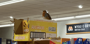 Aldi robin future uncertain, as rumours abound about fate of the bird