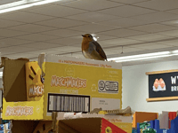 Aldi robin future uncertain, as rumours abound about fate of the bird