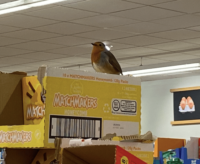 Aldi robin future uncertain, as rumours abound about fate of the bird