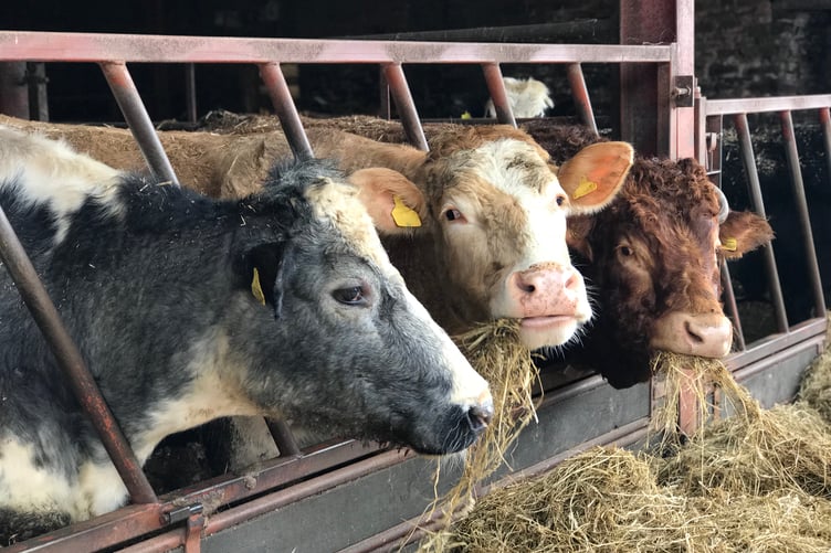 Beef cattle