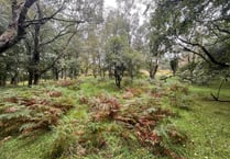 "Enchanting" woodlands for sale sit in Brecon Beacons National Park 