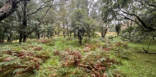 "Enchanting" woodlands for sale sit in Brecon Beacons National Park 