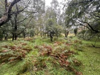 "Enchanting" woodlands for sale sit in Brecon Beacons National Park 