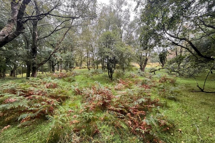 brecon woodland
