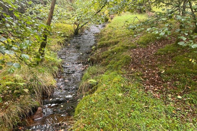 brecon woodland