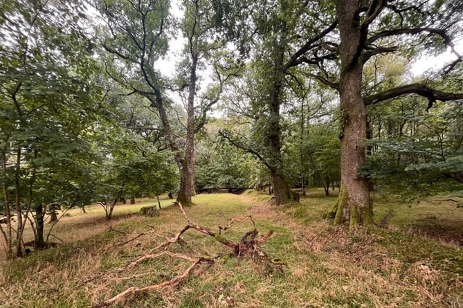 brecon woodland