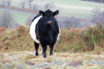 WATCH: Picture This - Animals out and about