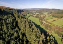 One of Britain's tallest trees found in Welsh Marches gardens