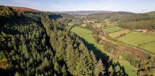 One of Britain's tallest trees found in Welsh Marches gardens