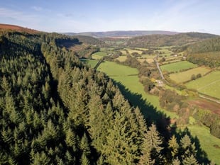 One of Britain's tallest trees found in Welsh Marches gardens