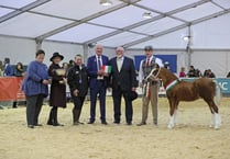 Thousands of visitors flock to Builth for Royal Welsh Winter Fair