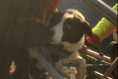 Brecon Mountain Rescue Team save dog stuck at Nant y Moch Dam