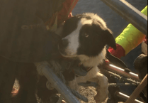 Brecon Mountain Rescue Team save dog stuck at Nant y Moch Dam