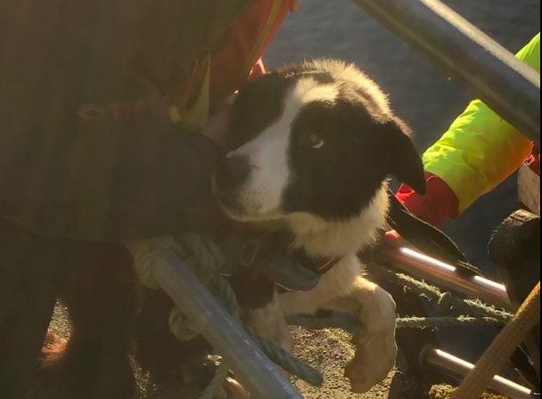 Brecon Mountain Rescue Team save dog stuck at Nant y Moch Dam