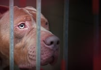 BBC Wales investigation reveals concerns over ban of XL Bullys