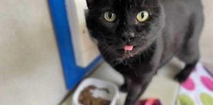 Powys records 157 reports of neglect to animals in RSPCA study