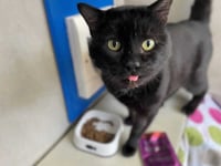 Powys records 157 reports of neglect to animals in RSPCA study