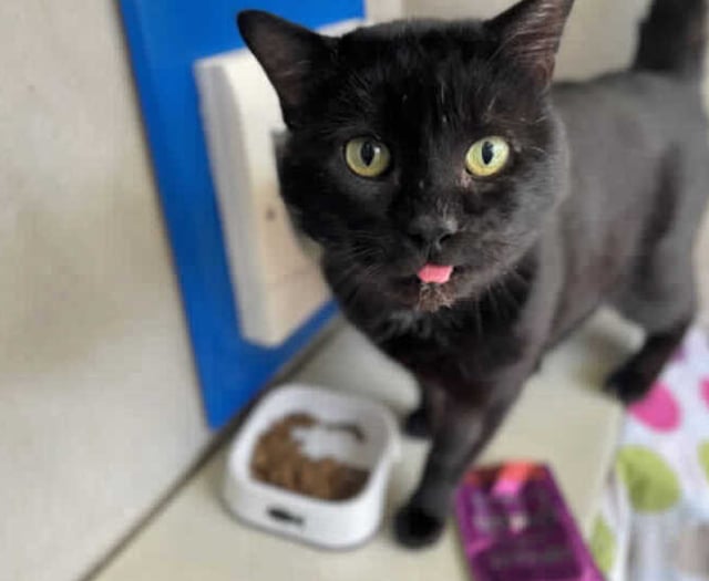 Powys records 157 reports of neglect to animals in RSPCA study