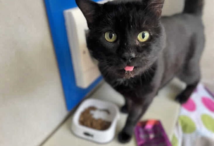 RSPCA