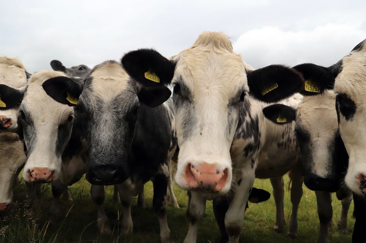Lower House Farm cattle