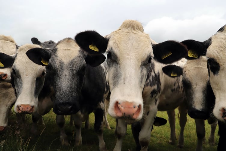 Lower House Farm cattle