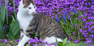 Second New Radnor cat passes after car accident