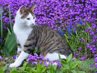 Second New Radnor cat passes after car accident