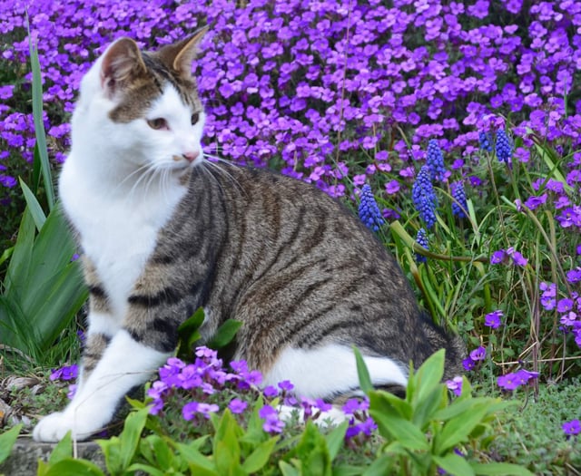 Second New Radnor cat passes after car accident