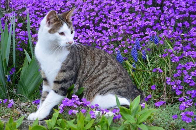 A family in New Radnor are calling for animal safety awareness after the death of their beloved cat. 