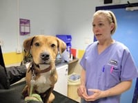 Over 17,000 animals rehomed by the RSPCA across Wales in last decade