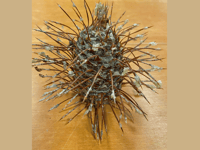 Endangered fir tree cones for first time in decades