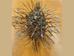 Endangered fir tree cones for first time in decades