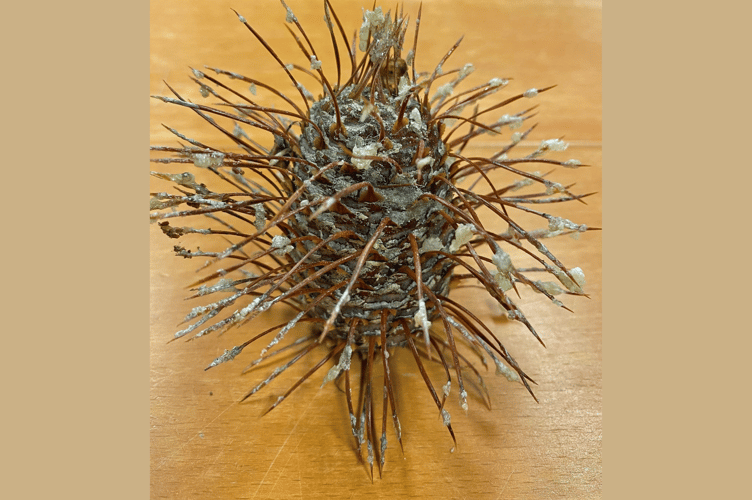A cone from the rare Abies Bracteata.