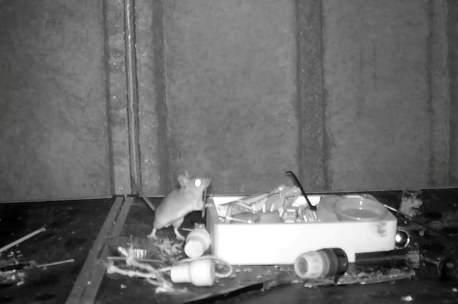A mouse moves items into a box and cleans up Rodney Holbrook's shed in the dead of night in Buithwells, Powys, Wales. See Animal News copy AN-HolbrookMouse: This adorable mouse is making sure that this garden shed is SQUEAKY clean, in incredible footage captured after a pensioner noticed his things were being moved around. Retired postman Rodney Holbrook, 75, couldn't believe his eyes when he spotted the adorable mouse moving items left behind from a DIY task around the shed, and clearing them neatly into a box. After experiencing some unusual goings-on overnight in his shed, Rodney set up a camera to see what or who was behind the items being moved around his workspace.
 WWW.ANIMALNEWSAGENCY.COM - 0044 (0)7494818329 