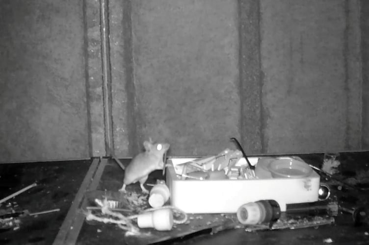 A mouse moves items into a box and cleans up Rodney Holbrook's shed in the dead of night in Buithwells, Powys, Wales. See Animal News copy AN-HolbrookMouse: This adorable mouse is making sure that this garden shed is SQUEAKY clean, in incredible footage captured after a pensioner noticed his things were being moved around. Retired postman Rodney Holbrook, 75, couldn't believe his eyes when he spotted the adorable mouse moving items left behind from a DIY task around the shed, and clearing them neatly into a box. After experiencing some unusual goings-on overnight in his shed, Rodney set up a camera to see what or who was behind the items being moved around his workspace.
WWW.ANIMALNEWSAGENCY.COM - 0044 (0)7494818329