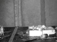 VIDEO: The mouse tidying up a Builth Wells shed