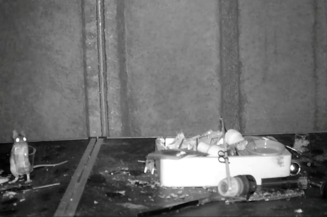 A mouse moves items into a box and cleans up Rodney Holbrook's shed in the dead of night in Builth Wells. 