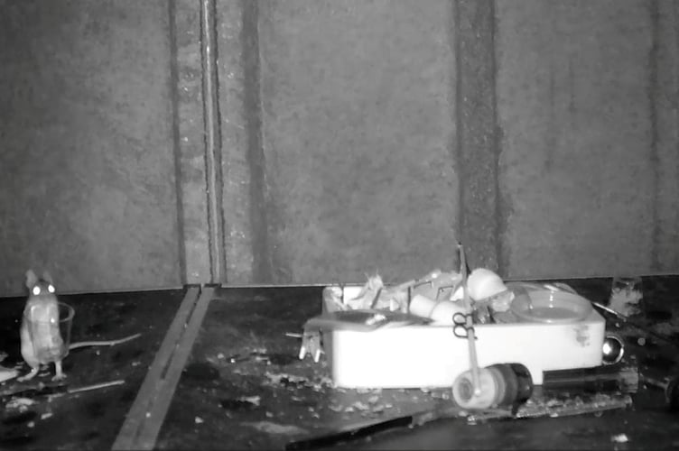 A mouse moves items into a box and cleans up Rodney Holbrook's shed in the dead of night in Builth Wells.