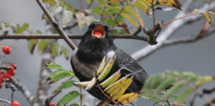 VIDEO: Picture This - Birds in Brecon & Radnorshire!