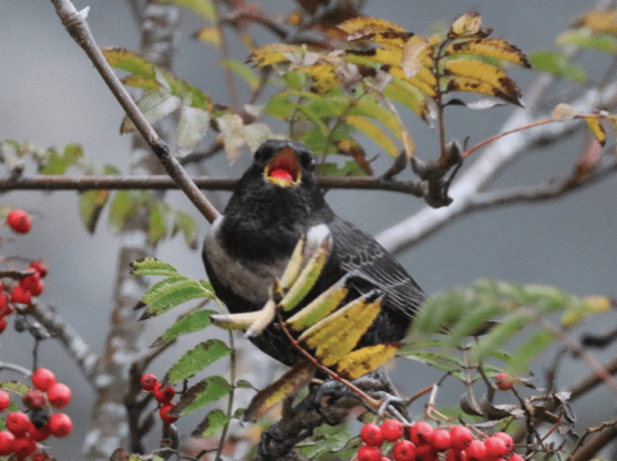 VIDEO: Picture This - Birds in Brecon & Radnorshire!