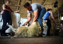 British Wool enhances shearing training offer for young farmers