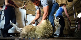 British Wool enhances shearing training offer for young farmers