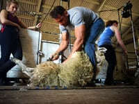 British Wool enhances shearing training offer for young farmers
